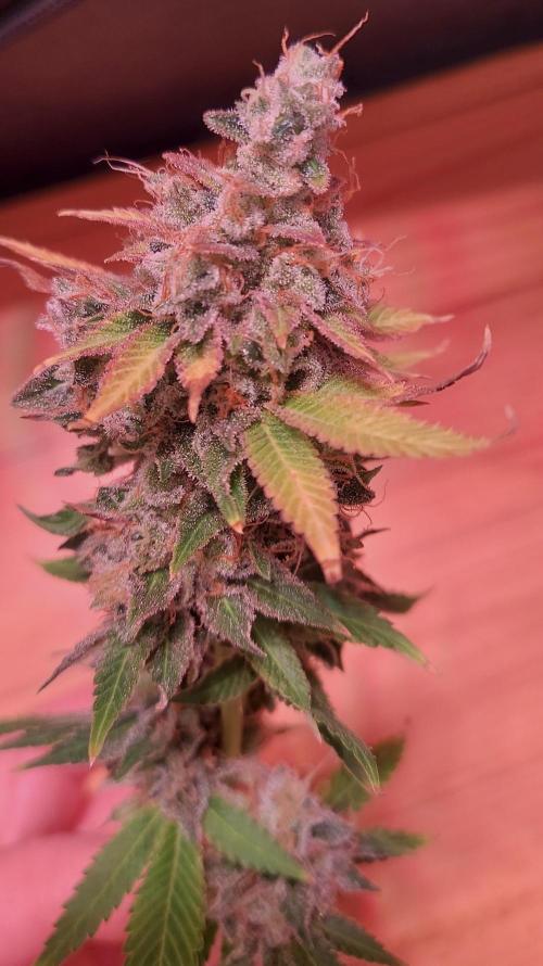 Sativa Lover - "The Classics". Week 18