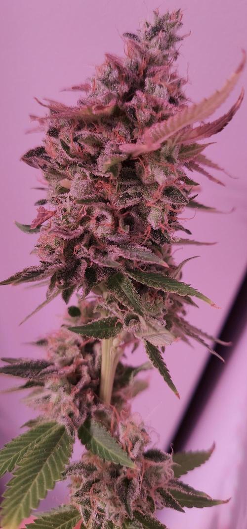 Sativa Lover - "The Classics". Week 18