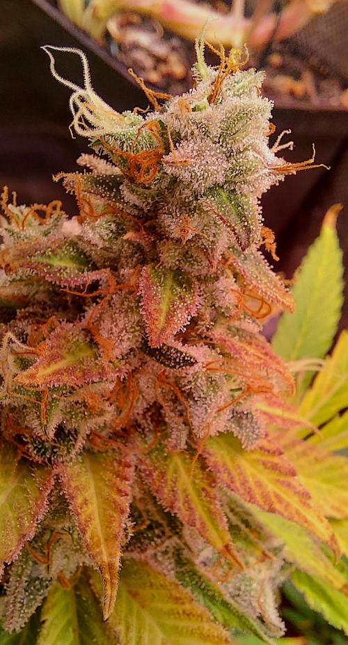 Sativa Lover - "The Classics". Week 18