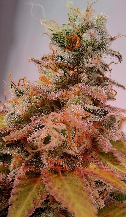 Sativa Lover - "The Classics". Week 18