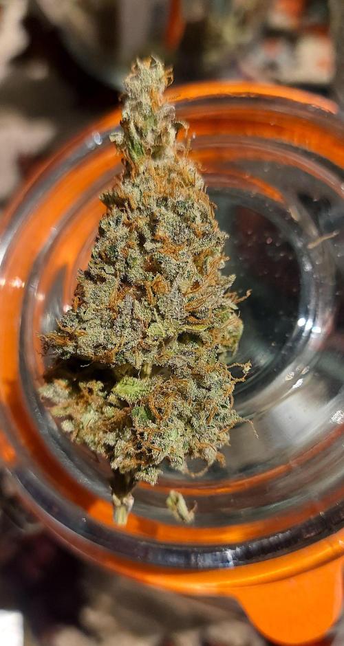 Sativa Lover - "The Classics". Week 18