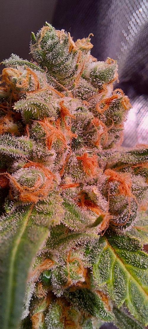 Sativa Lover - "The Classics". Week 18