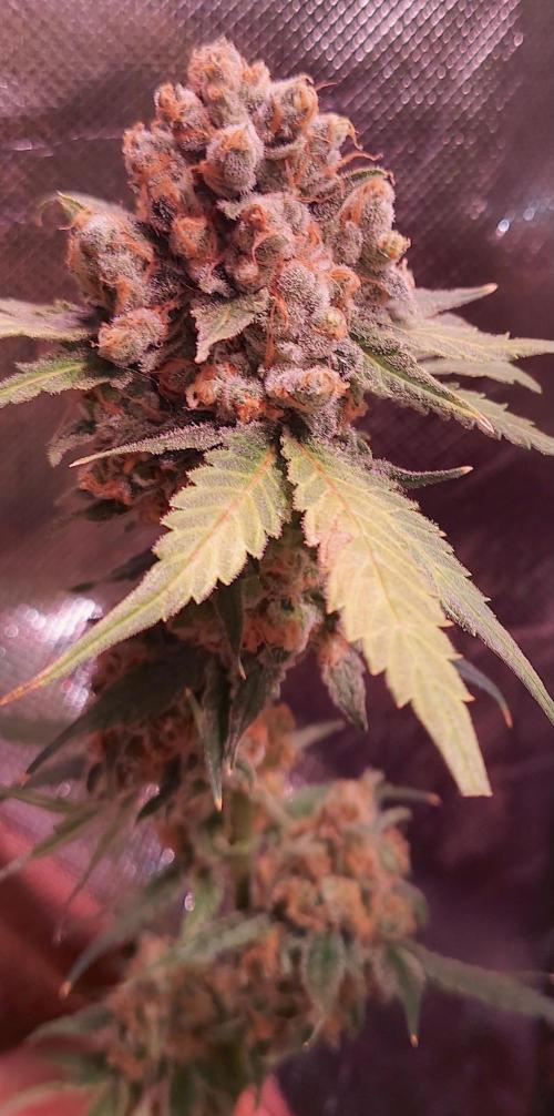 Sativa Lover - "The Classics". Week 18