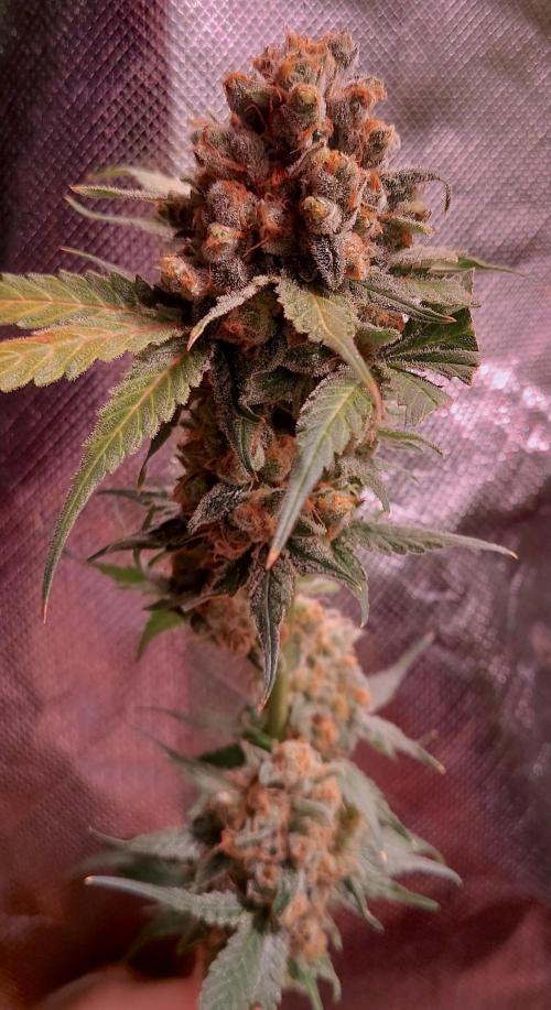 Sativa Lover - "The Classics". Week 18