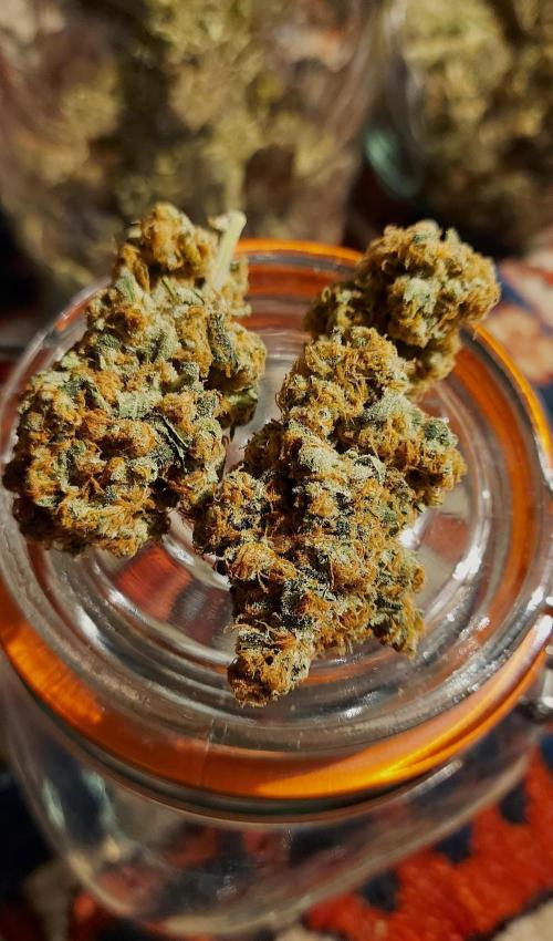 Sativa Lover - "The Classics". Week 18