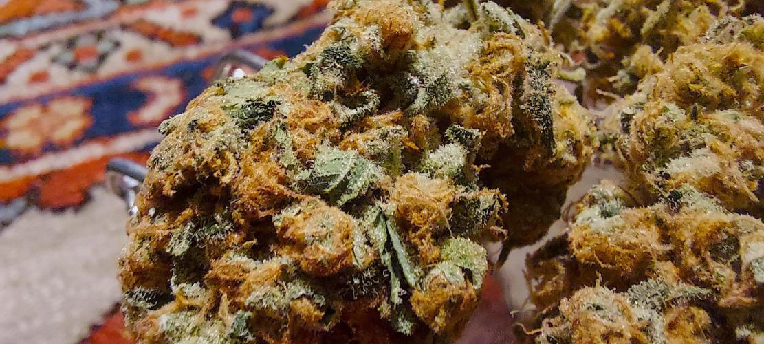 Sativa Lover - "The Classics". Week 18