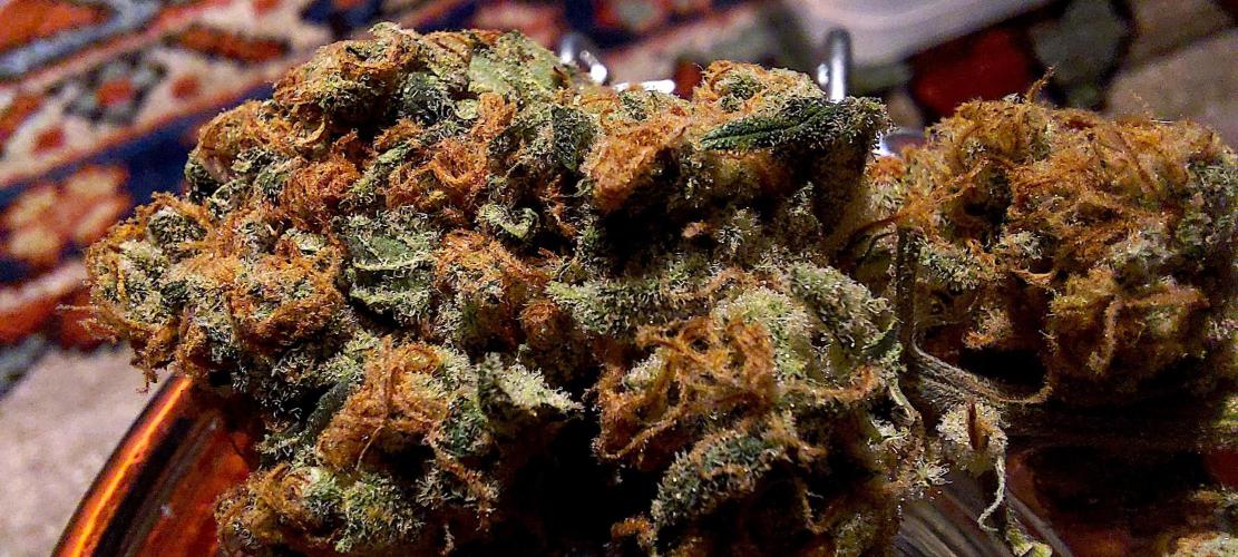 Sativa Lover - "The Classics". Week 18