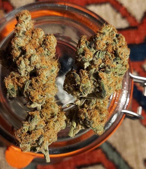 Sativa Lover - "The Classics". Week 18