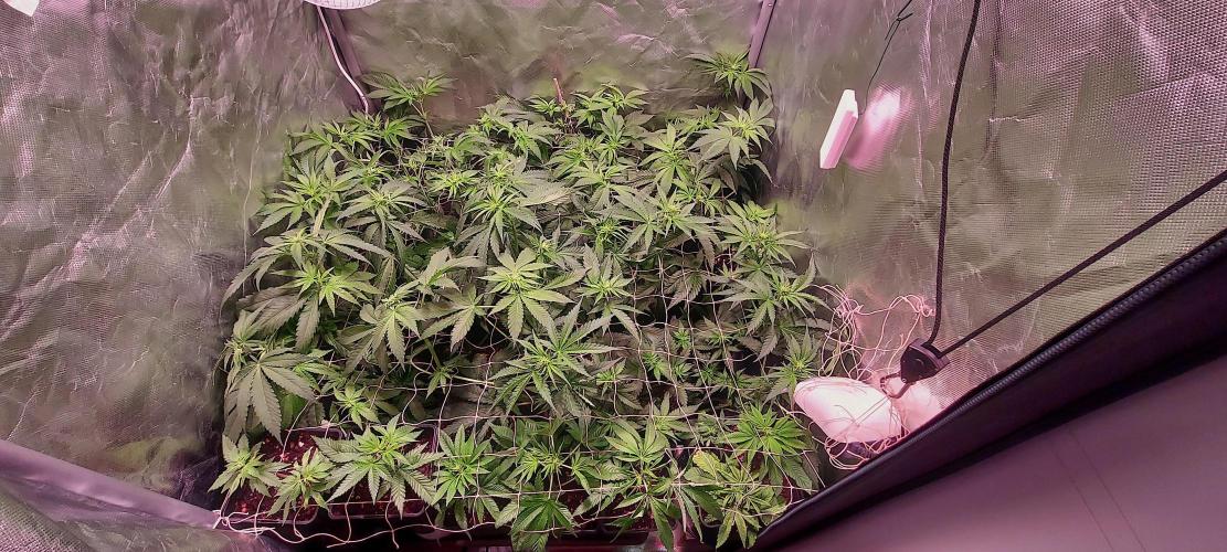 Sativa Claustrophobic Yard. Week 1