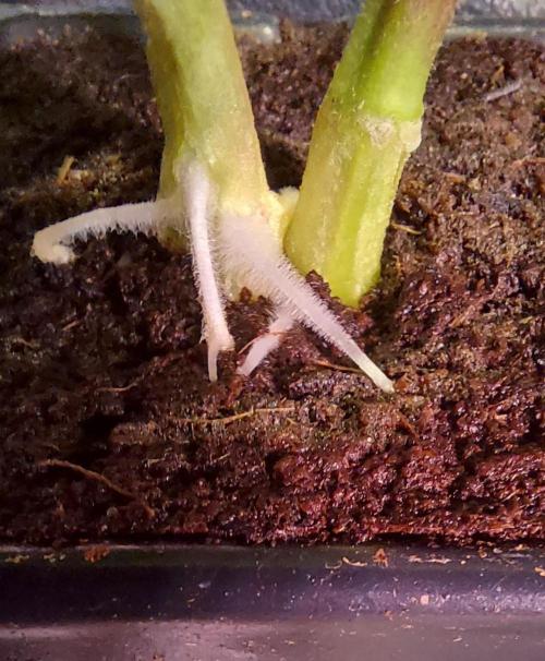 Sativa Claustrophobic Yard. Week 1 - 2 clones in 1