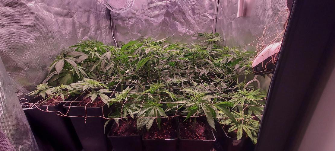 Sativa Claustrophobic Yard. Week 1