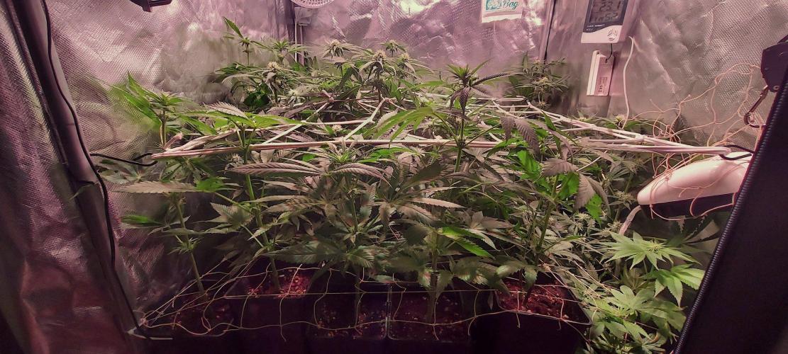 Sativa Claustrophobic Yard. Week 2