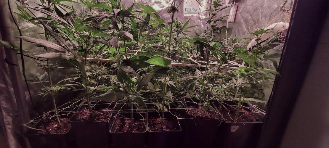 Sativa Claustrophobic Yard. Week 3