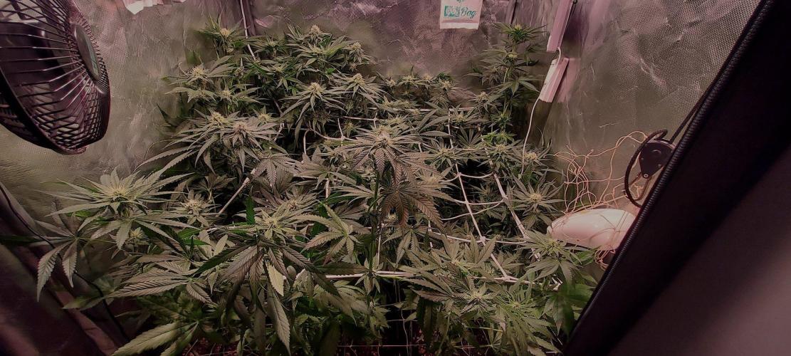 Sativa Claustrophobic Yard. Week 3