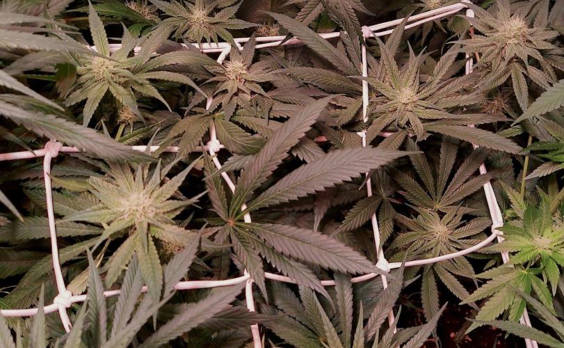 Sativa Claustrophobic Yard. Week 3 - Amnesia Haze
