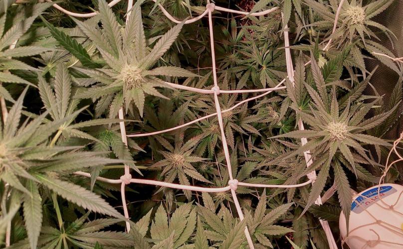 Sativa Claustrophobic Yard. Week 3 - Bruce Banner