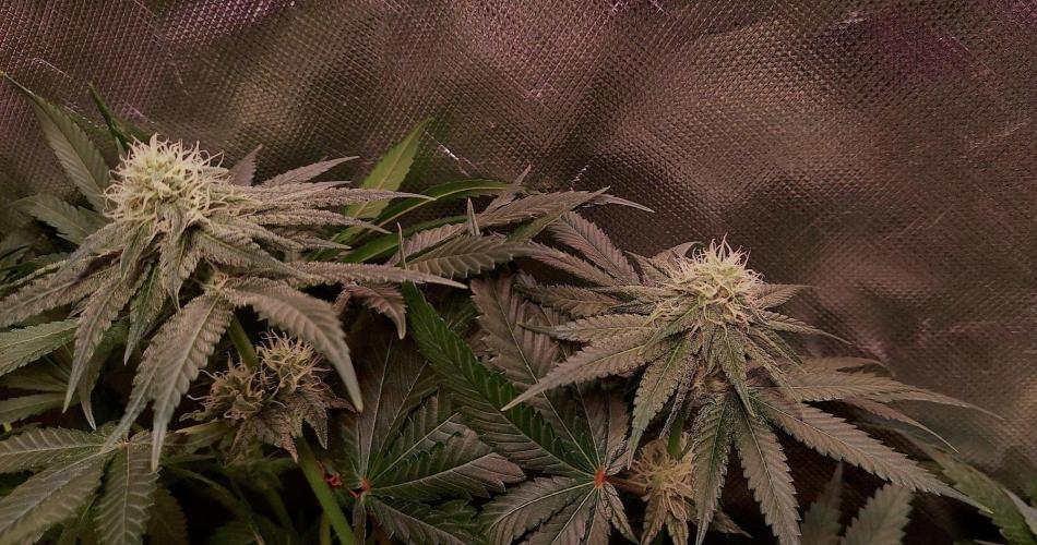 Sativa Claustrophobic Yard. Week 3 - Hella Yelly