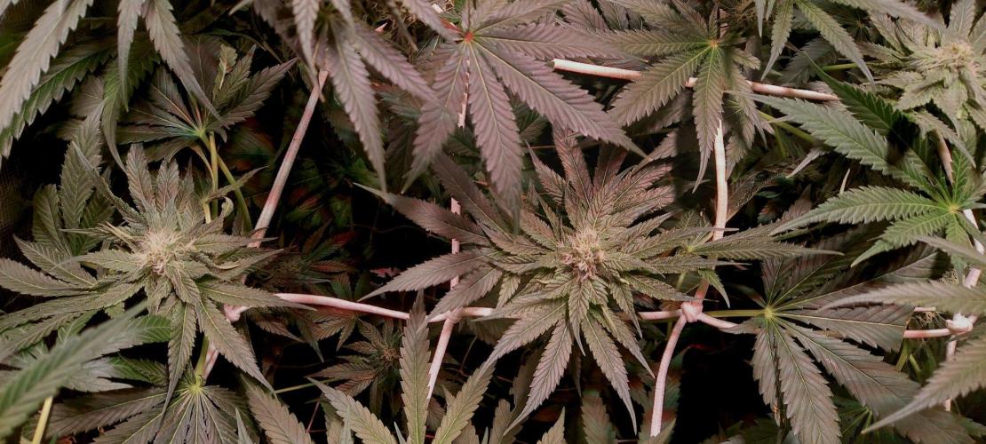 Sativa Claustrophobic Yard. Week 3 - Limonet Haze