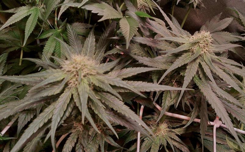 Sativa Claustrophobic Yard. Week 3 - Lemon Skunk
