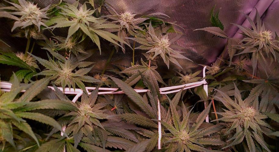 Sativa Claustrophobic Yard. Week 3 - Moby Dick