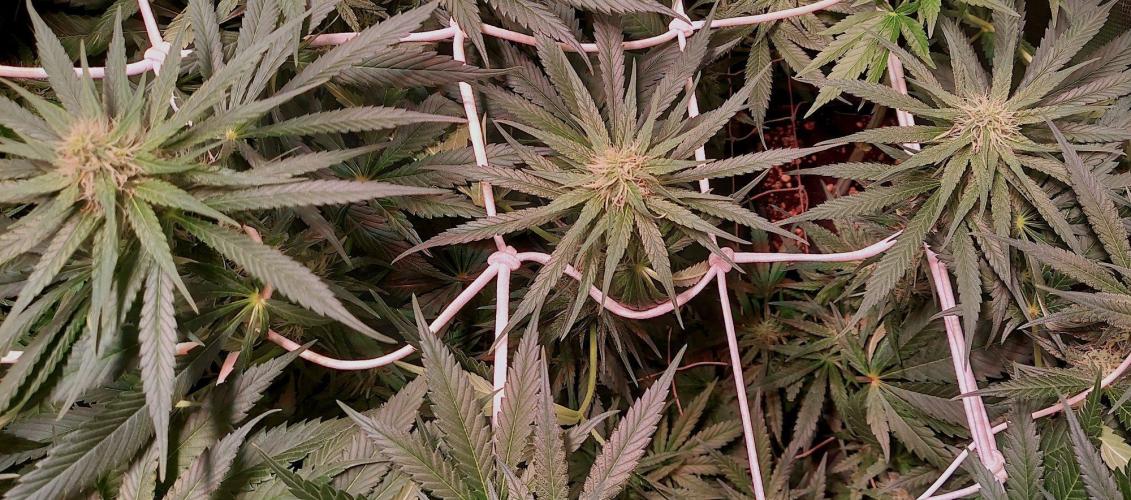 Sativa Claustrophobic Yard. Week 3 - Sky Walker Haze