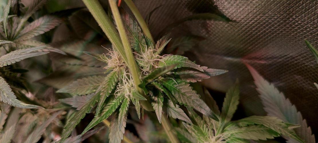 Sativa Claustrophobic Yard. Week 3 - Sour Diesel clone
