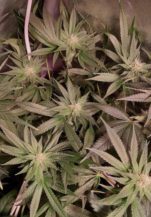 Sativa Claustrophobic Yard. Week 3 - Sour Diesel