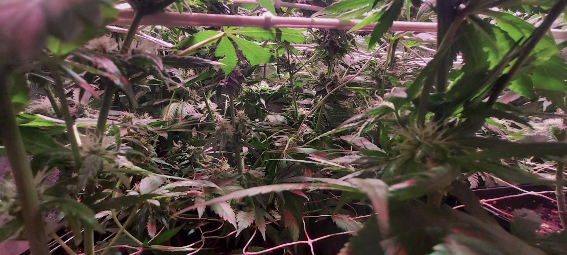 Sativa Claustrophobic Yard. Week 4