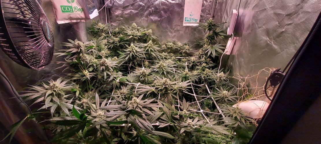 Sativa Claustrophobic Yard. Week 4