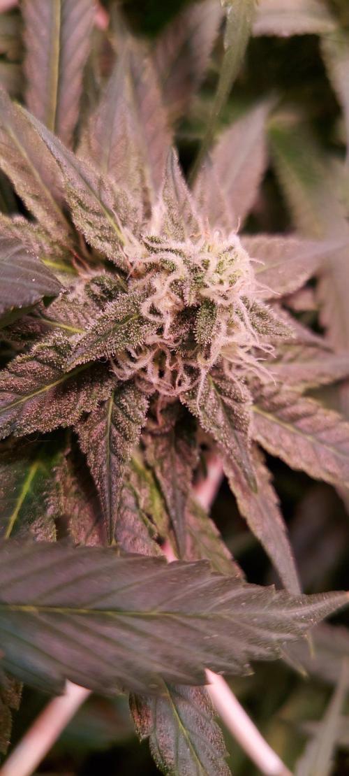 Sativa Claustrophobic Yard. Week 4 - Amnesia Haze
