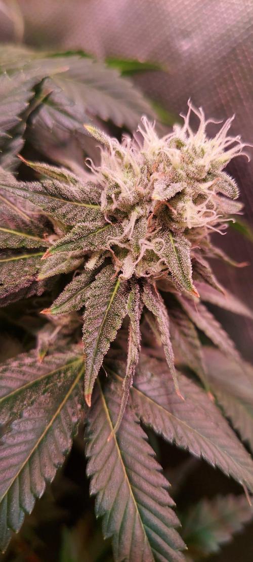 Sativa Claustrophobic Yard. Week 4 - Bruce Banner