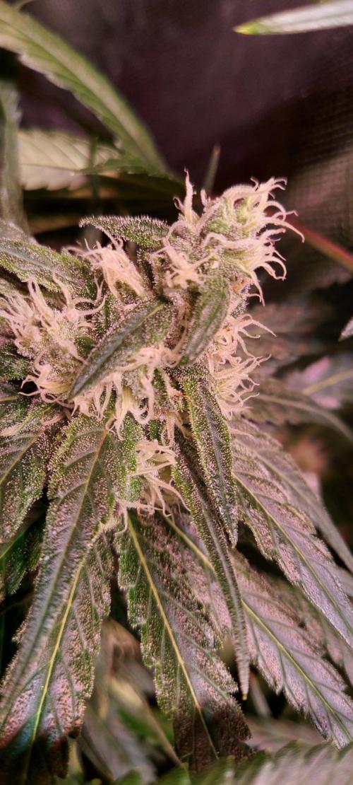 Sativa Claustrophobic Yard. Week 4 - Hella Jelly