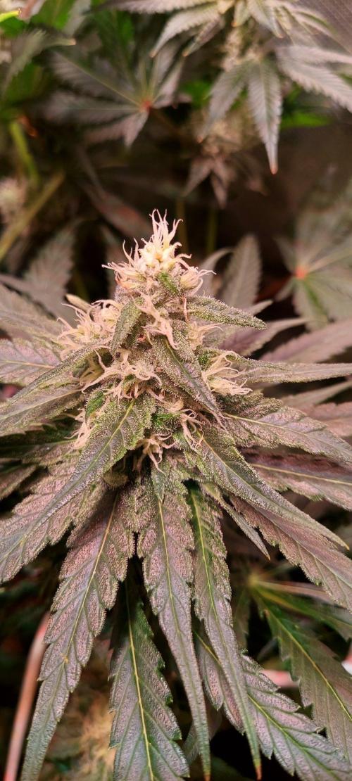 Sativa Claustrophobic Yard. Week 4 - Lemon Skunk