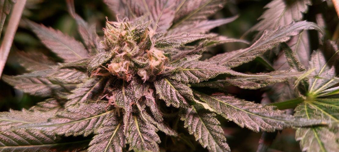 Sativa Claustrophobic Yard. Week 4 - Llimonet Haze