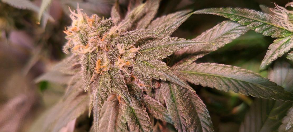 Sativa Claustrophobic Yard. Week 4 - Moby Dick
