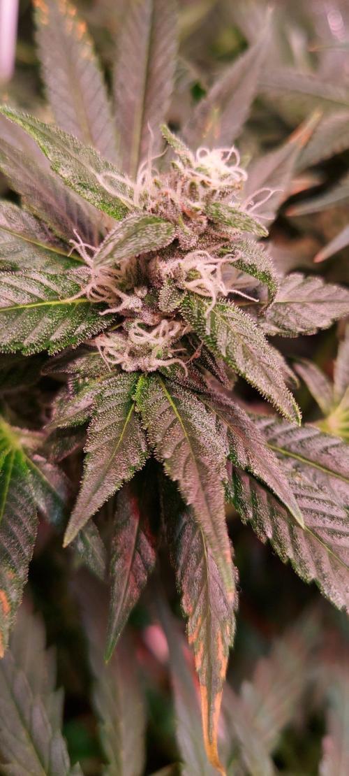 Sativa Claustrophobic Yard. Week 4 - Sour Diesel