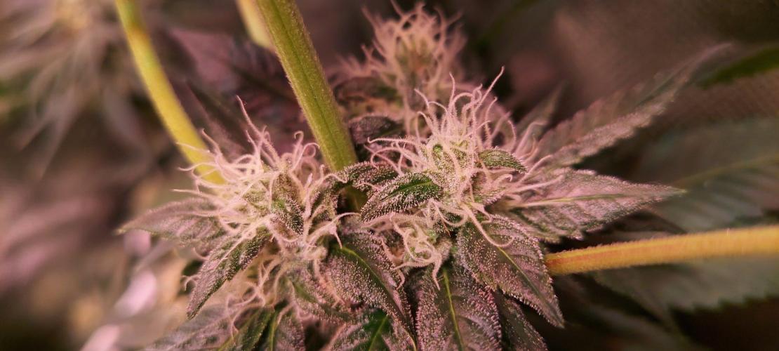 Sativa Claustrophobic Yard. Week 4 - Sour Diesel Clone