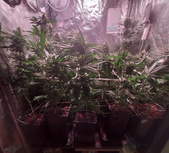 Sativa Claustrophobic Yard. Week 5