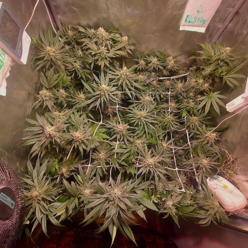 Sativa Claustrophobic Yard. Week 5