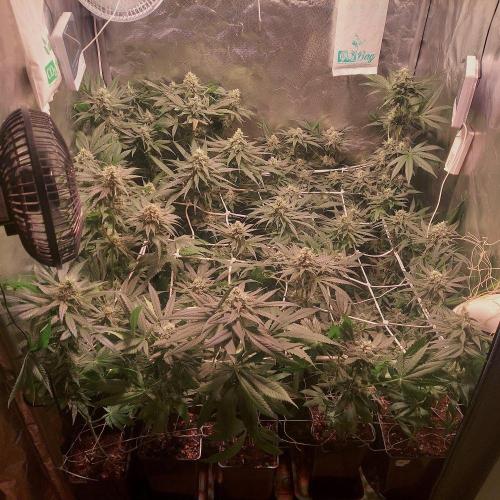 Sativa Claustrophobic Yard. Week 5