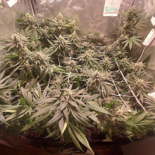 Sativa Claustrophobic Yard. Week 5