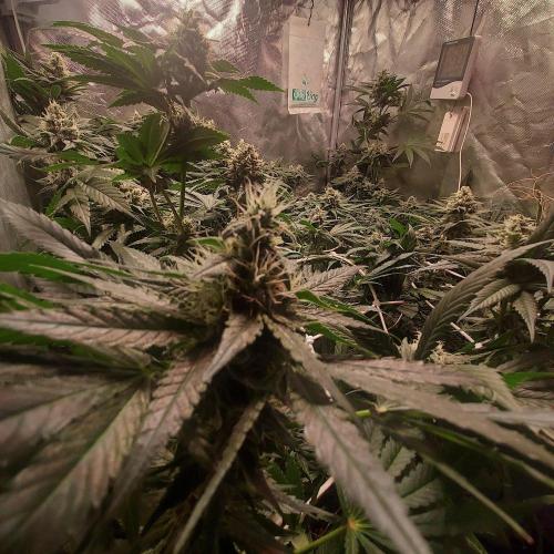 Sativa Claustrophobic Yard. Week 5