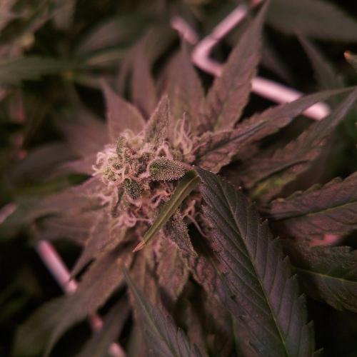Sativa Claustrophobic Yard. Week 5 - amnesia haze