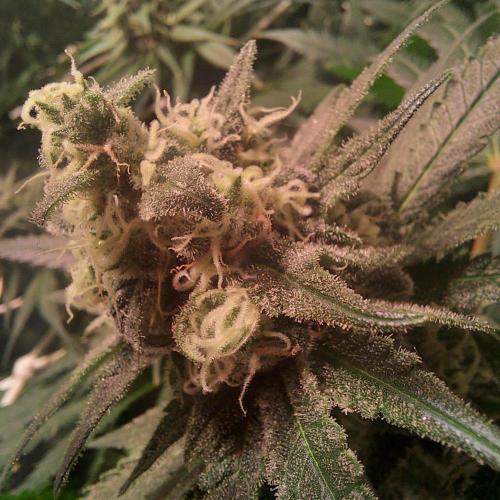 Sativa Claustrophobic Yard. Week 5 - bruce banner
