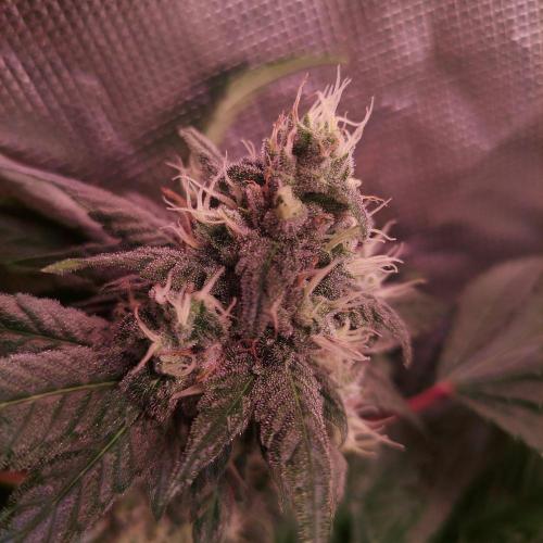 Sativa Claustrophobic Yard. Week 5 - sour diesel