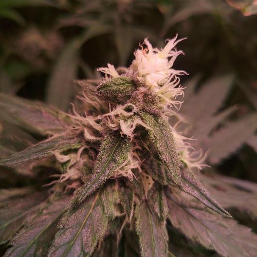 Sativa Claustrophobic Yard. Week 5 - lemon skunk