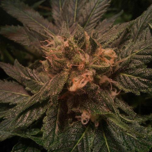 Sativa Claustrophobic Yard. Week 5 - llimonet haze