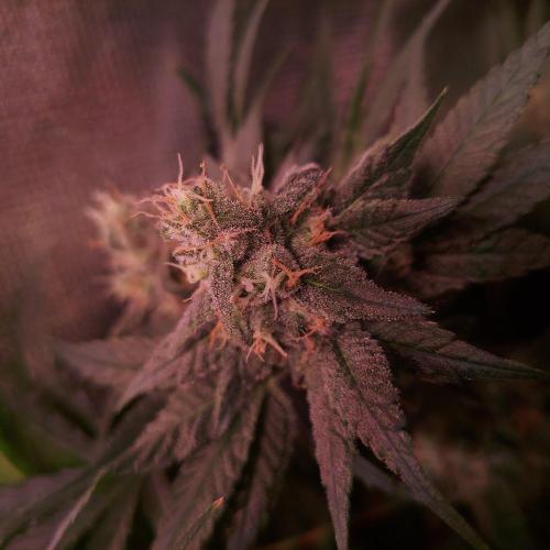 Sativa Claustrophobic Yard. Week 5 - moby dick