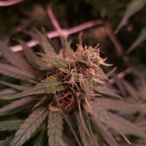 Sativa Claustrophobic Yard. Week 5 - sky walker haze