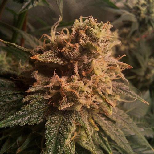 Sativa Claustrophobic Yard. Week 5 - hella jelly